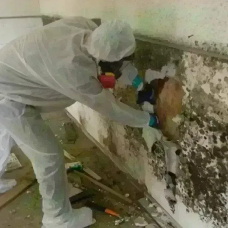 Mold Remediation and Removal in Bayard, NE